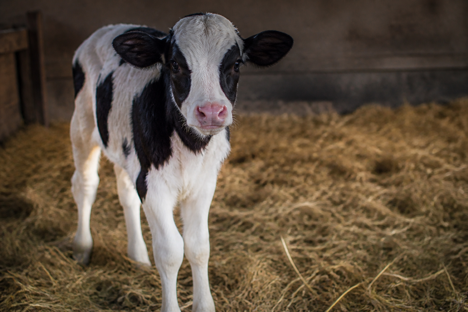 A single newborn black and white calf standing in straw, soft morning light, shallow depth of field, looking towards the camera.