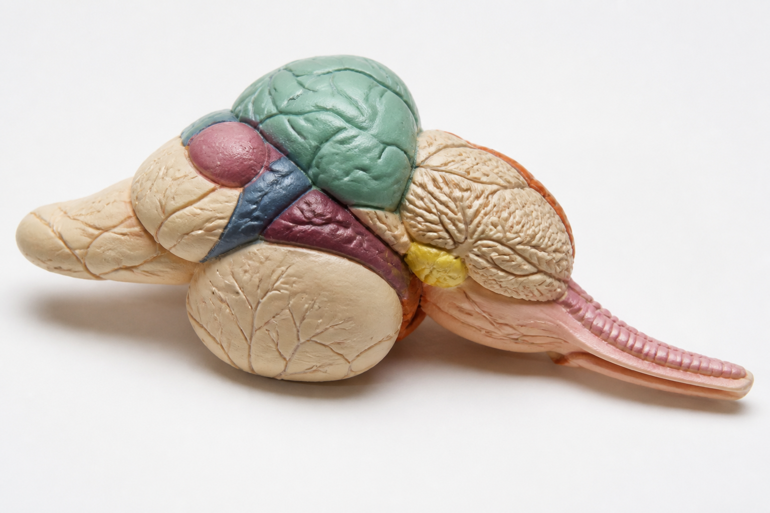 A detailed medical-style model of a fish brain, highlighting different sensory regions, clean white background, soft studio lighting.