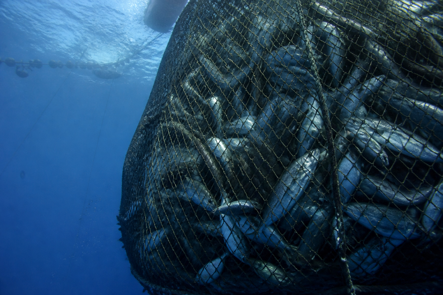 Underwater view of a large fishing net filled with various fish, showing the scale of industrial fishing, blue deep sea lighting.
