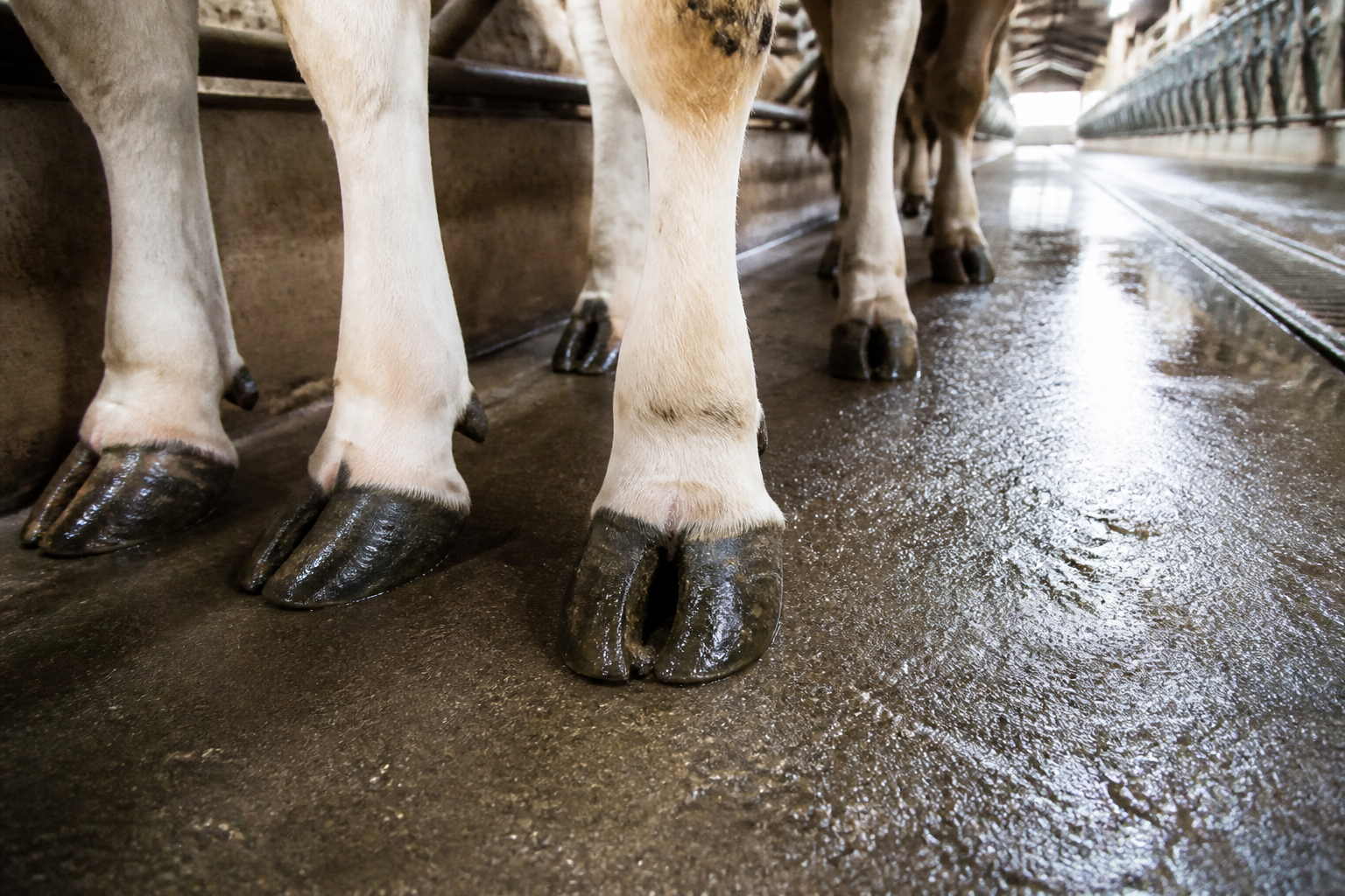 A detailed shot of a cow's hooves standing on a hard, wet concrete floor inside a factory farm setting.