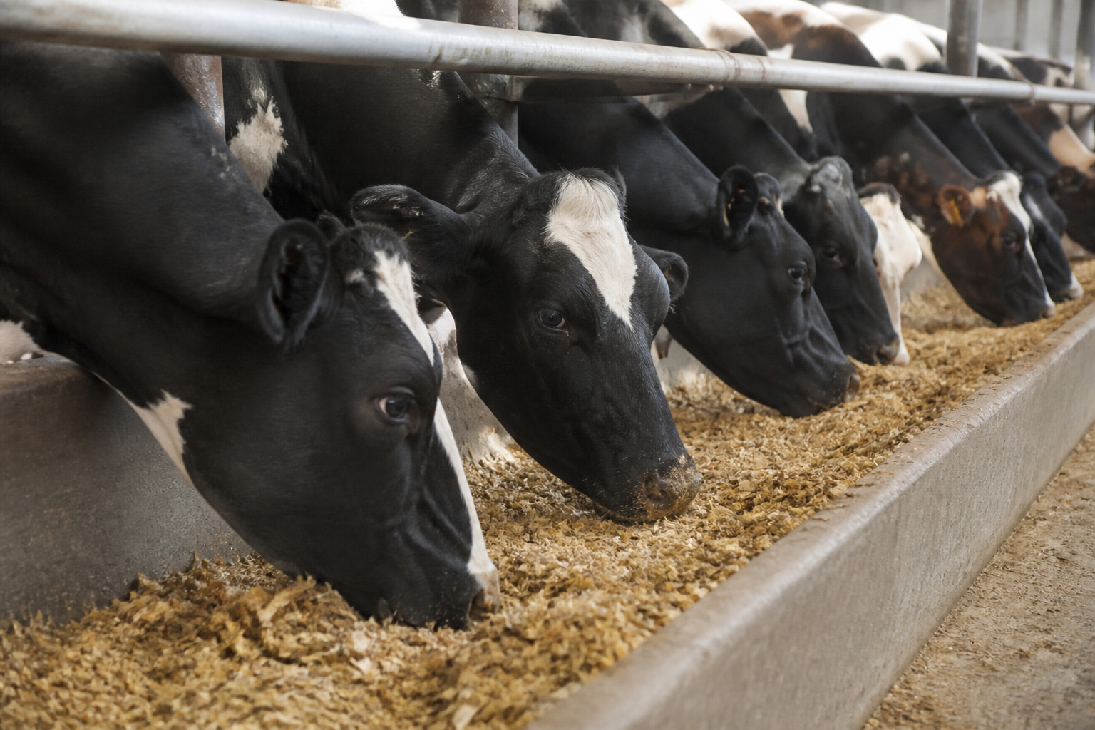 A close-up photo of dairy cows lined up in a zero-grazing shed, eating a mixture of fermented silage and grains from a long trough.