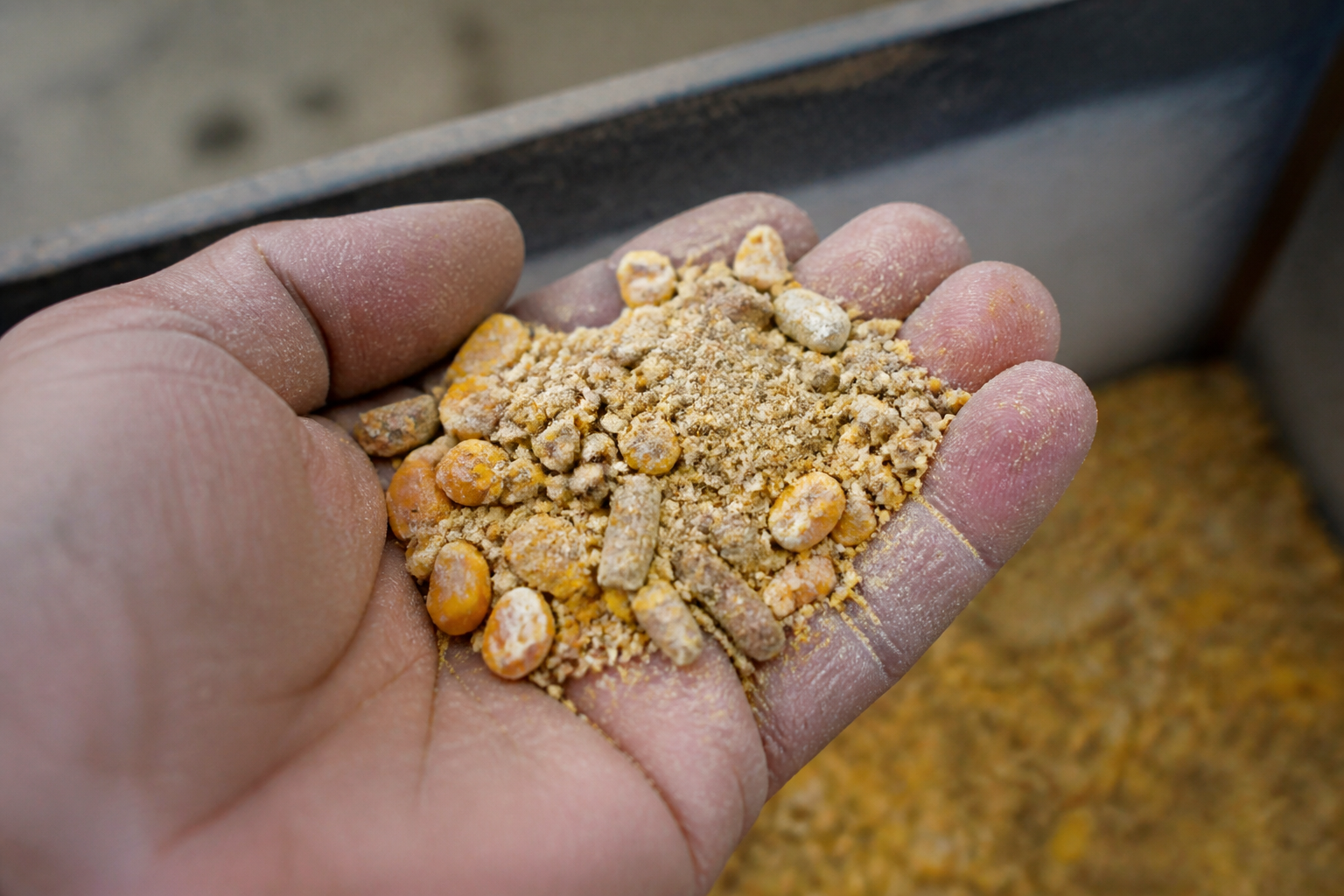 A handful of processed soy meal and corn kernels, the typical high-protein feed used for confined indoor dairy cattle, natural lighting.
