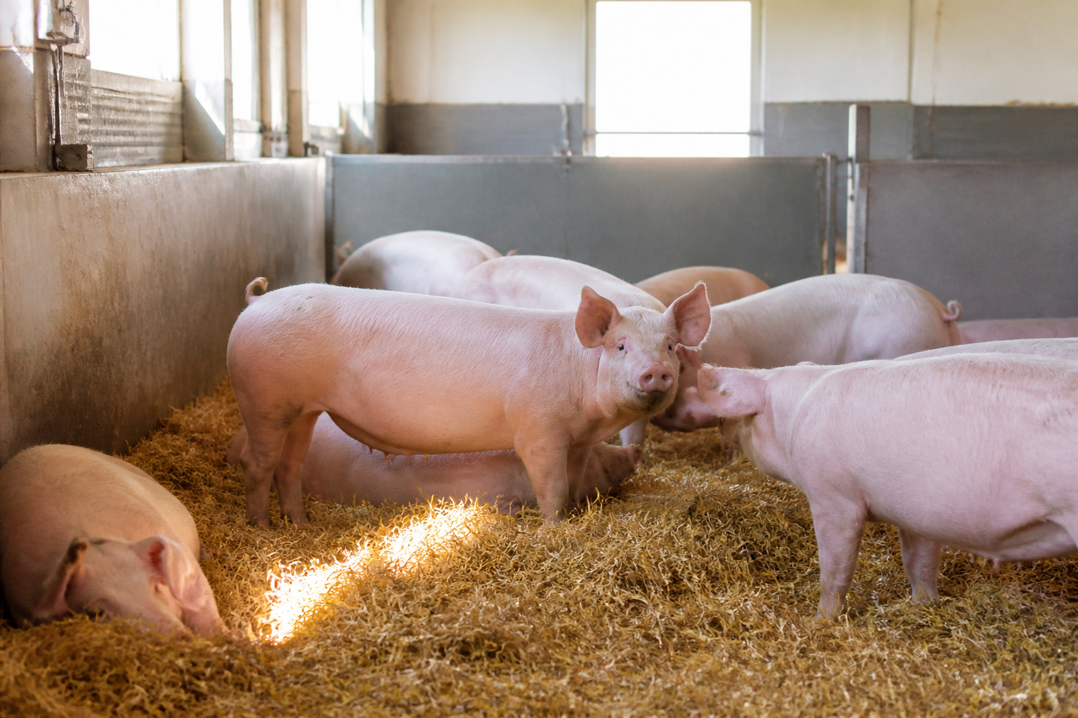 A bright, clean facility showing sows interacting naturally in a group housing system with clean straw bedding and natural light.