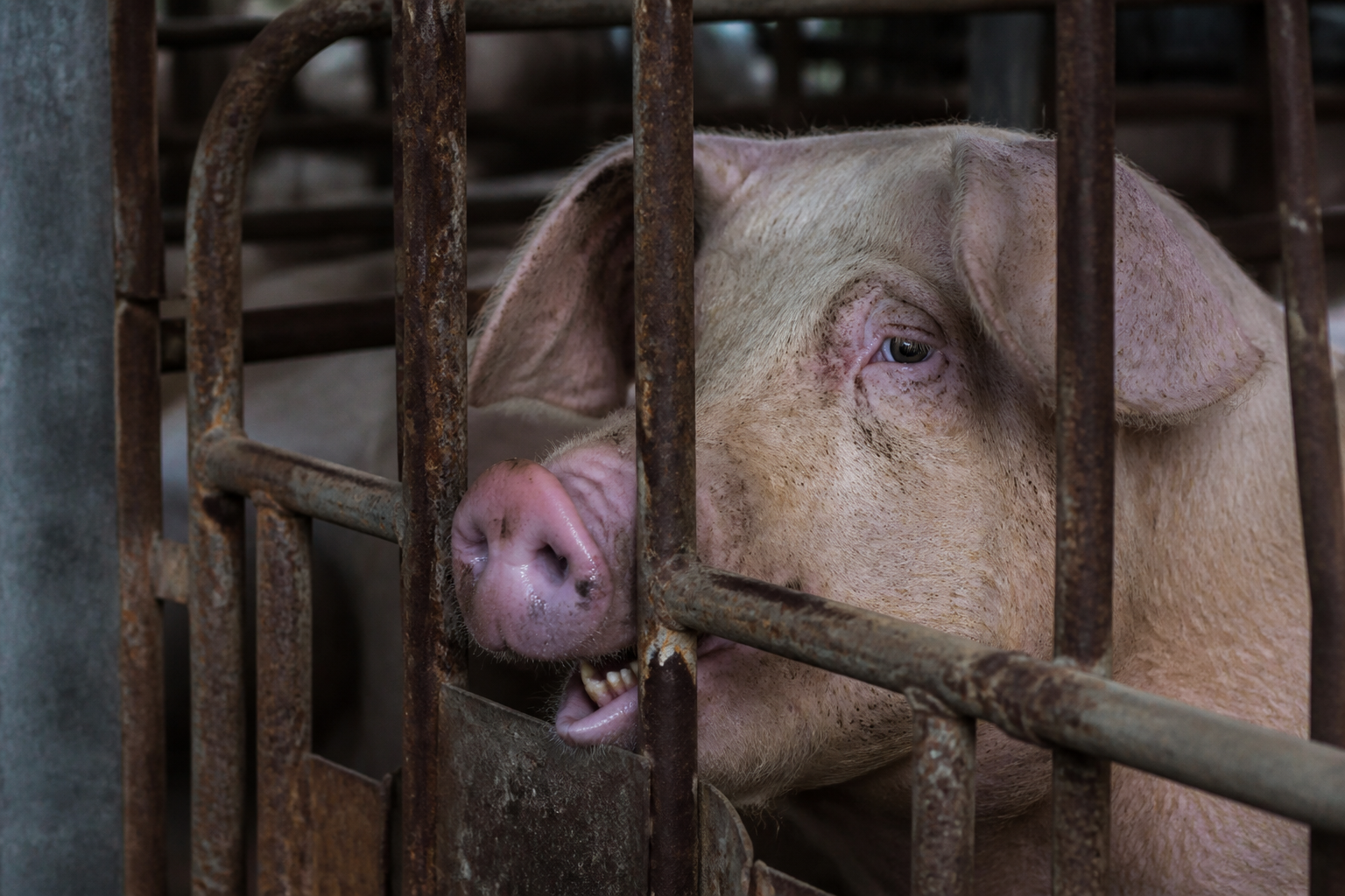Close-up of a sow's face showing distress while biting the metal bars of a crate, focusing on the texture of the rusted metal.