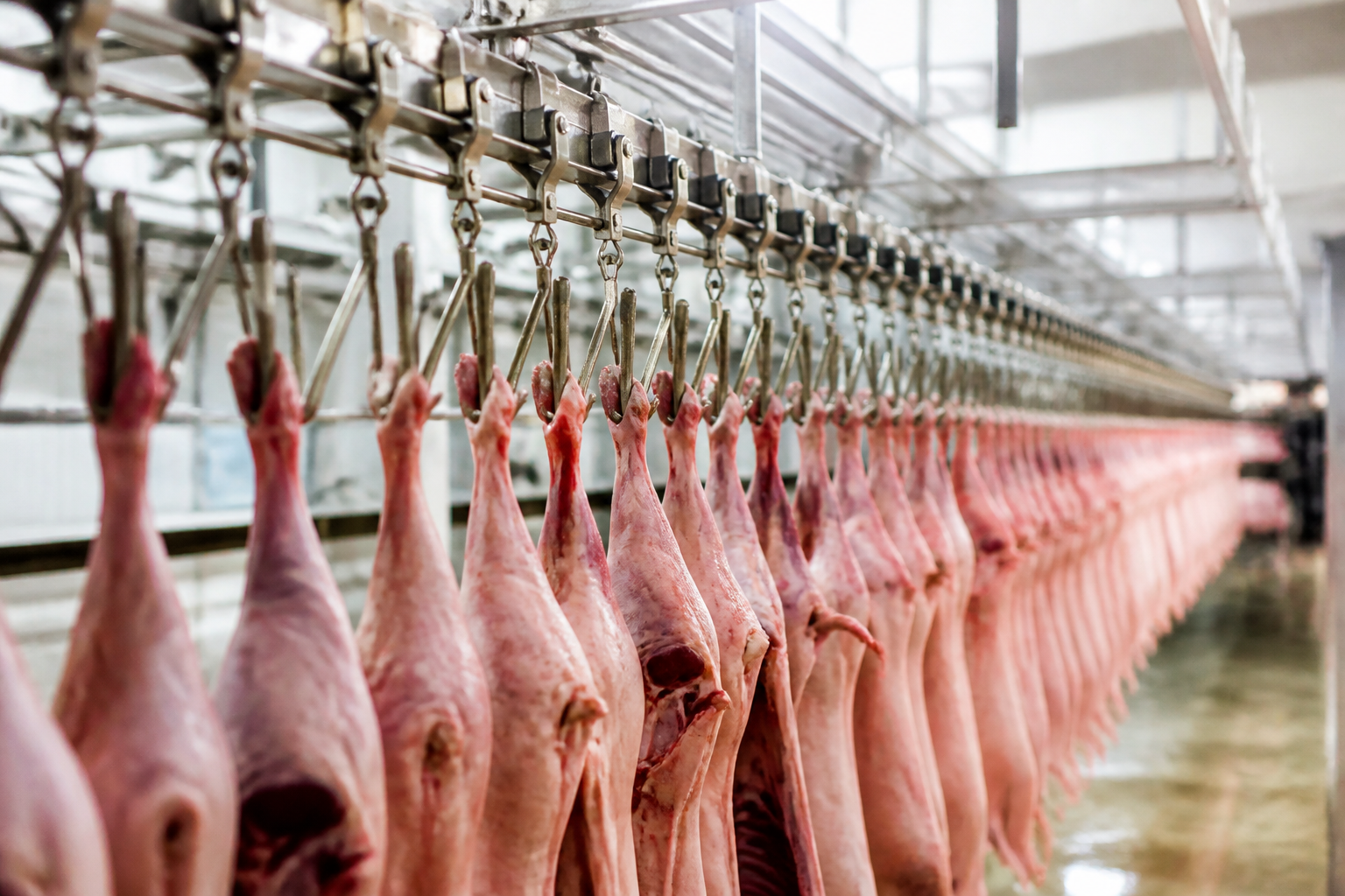 A long line of automated stainless steel hooks moving through a brightly lit, modern industrial large-scale food production facility.