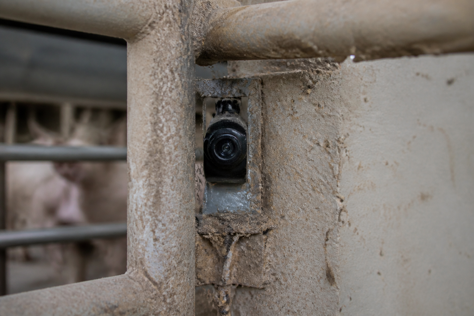 A close-up of a small hidden camera lens tucked into a dusty corner of a metal cattle pen, professional photography.