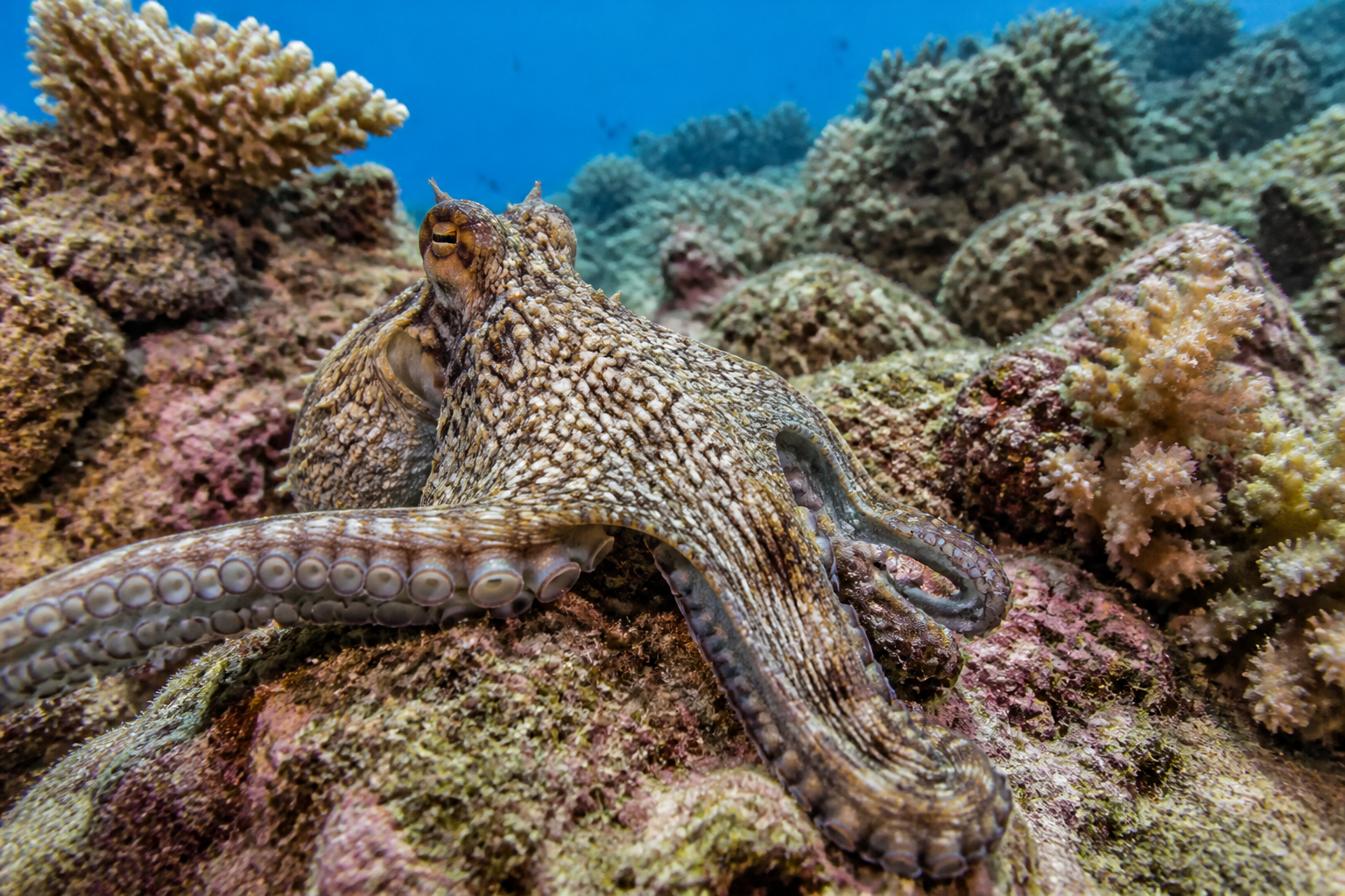 Is Octopus Farming Ethical? Scientists Fight the Global Push — AI-generated illustration · One Fork