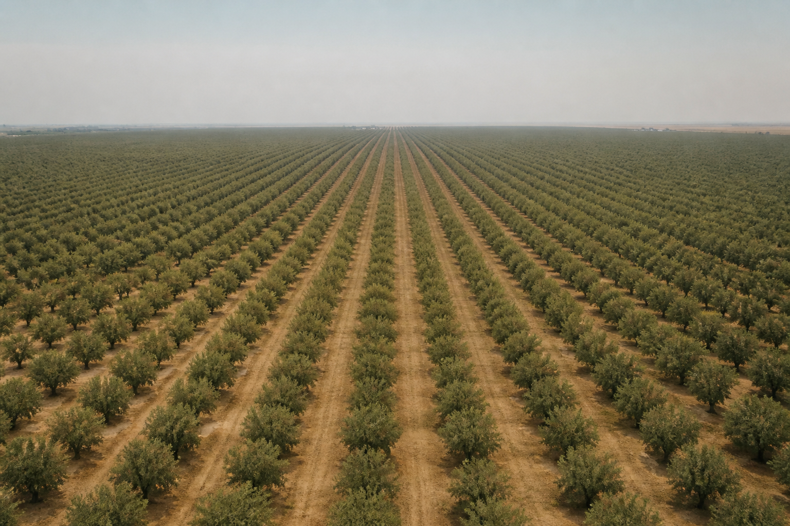 An aerial view of a vast almond monoculture in California, showing endless rows of identical trees stretching to the horizon under a hazy sky.