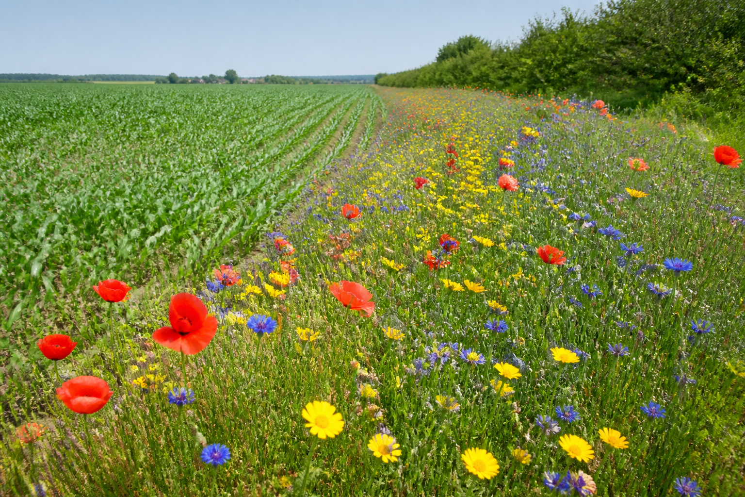 A vibrant wildflower meadow strip running alongside a traditional farm field, showing a mix of red poppies, blue cornflowers, and yellow daisies.