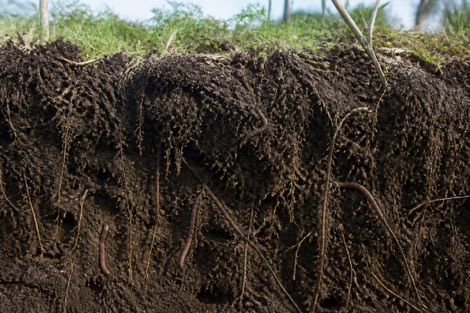 A cross-section of healthy dark soil showing deep, complex root systems and earthworms, representing carbon sequestration.