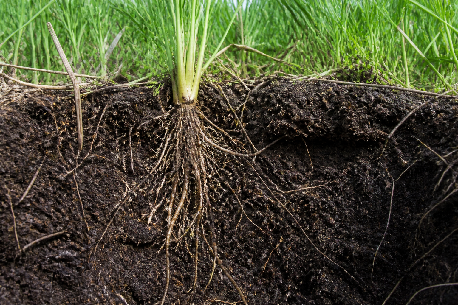 A macro photograph showing a cross-section of healthy dark soil with deep, complex plant roots and visible organic matter, studio lighting.