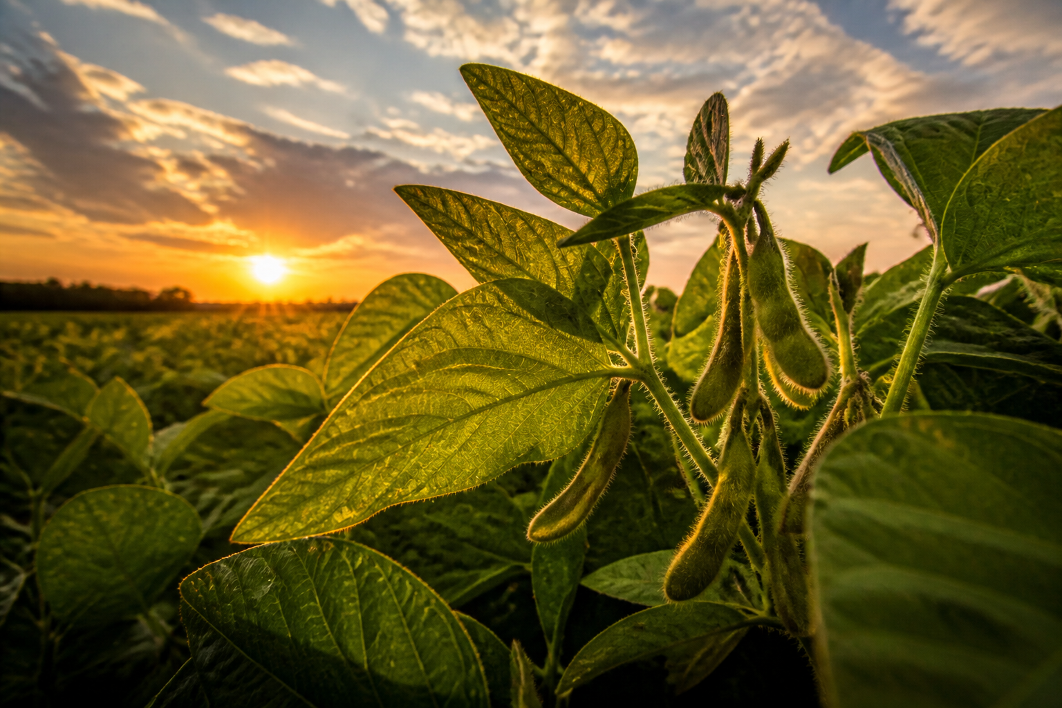 A low-angle shot of a lush green soybean field at sunset, highlighting the individual leaves and pods against a warm sky.