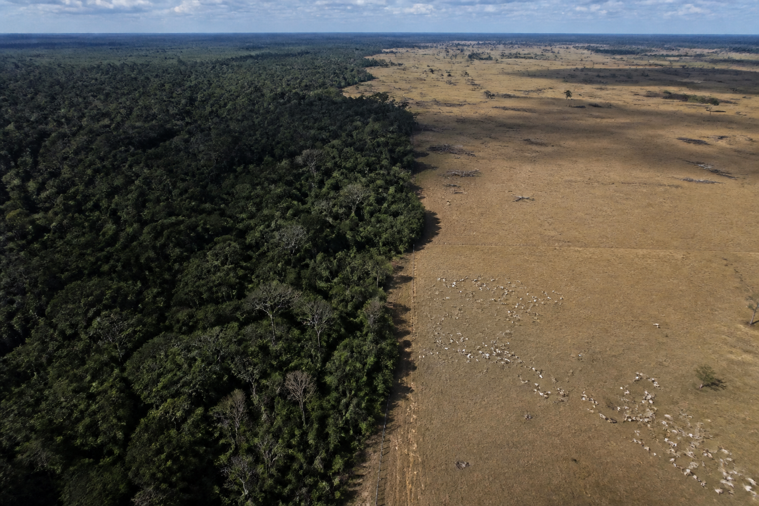 A high-altitude aerial photograph showing the sharp contrast between dense dark green rainforest and light brown cleared land for cattle.