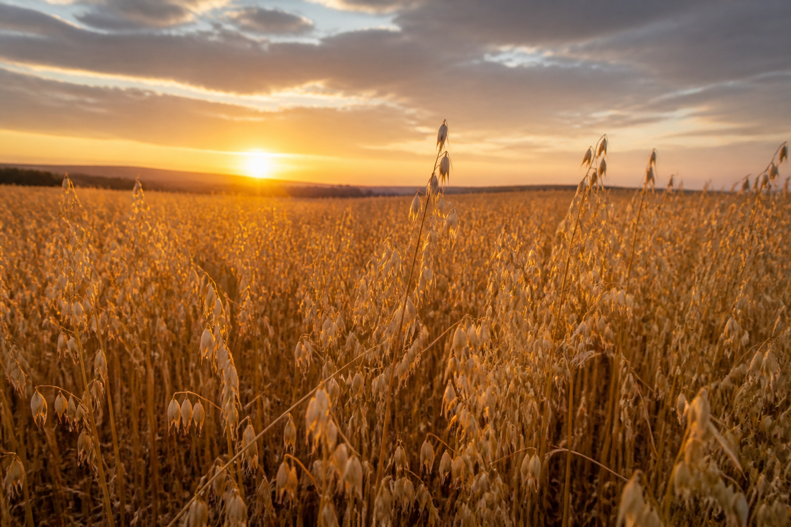 A vast, golden oat field at sunset, the ripe ears of grain swaying gently in the wind, sharp focus, high resolution.