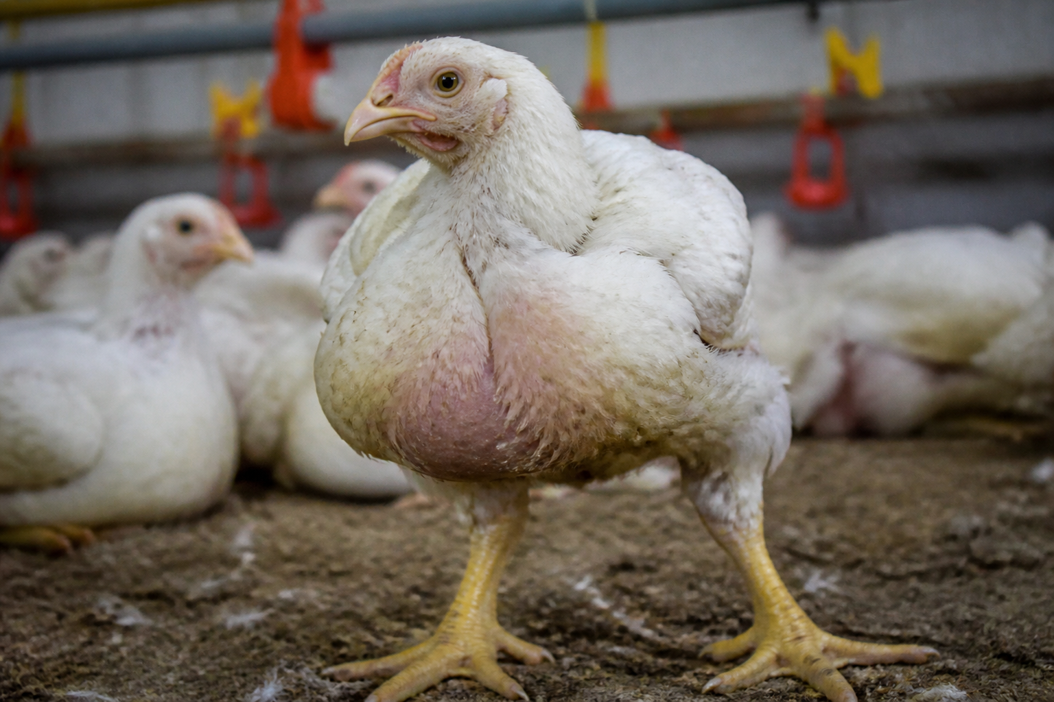A close-up shot of a modern broiler chicken showing disproportionately large breast muscles and pale feathers in a clinical setting.
