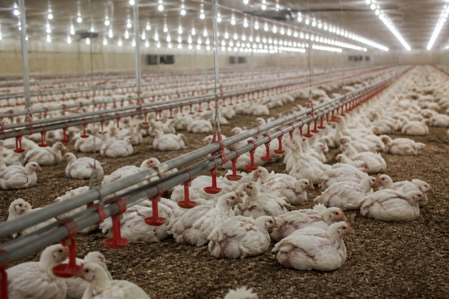 Automated metal feeding lines and water nipples running through a high-density commercial chicken house with artificial lighting.