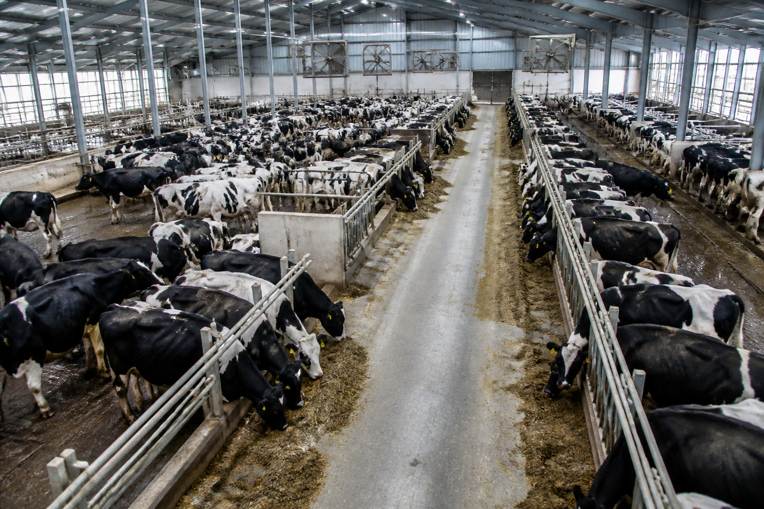 Illustration for the article “How to Identify the High Cost of Zero-grazing Dairy”