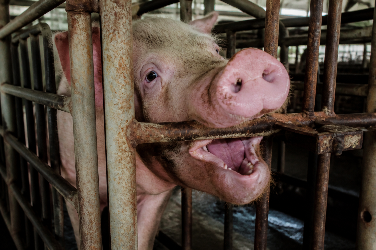 A close-up shot of a sow's face in a metal crate, showing the repetitive behavior of biting on rusted iron bars.