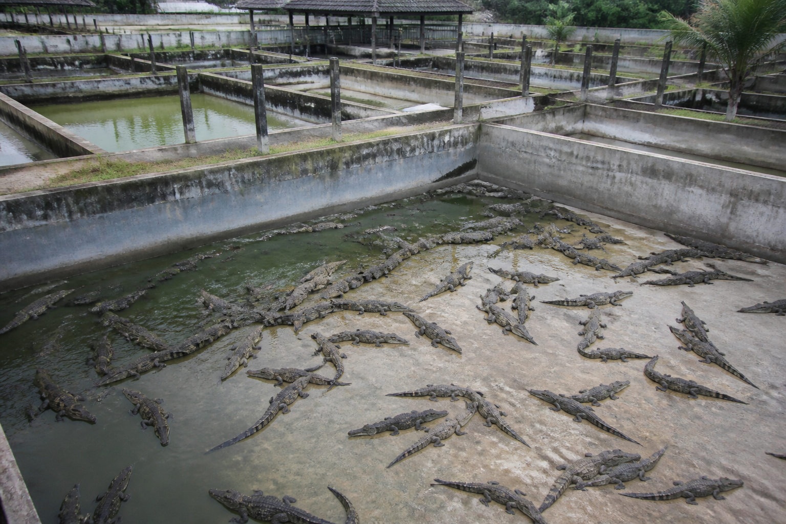 Aerial view of a commercial crocodile farm with multiple concrete water tanks and rows of juvenile crocodiles, daylight, professional photography.