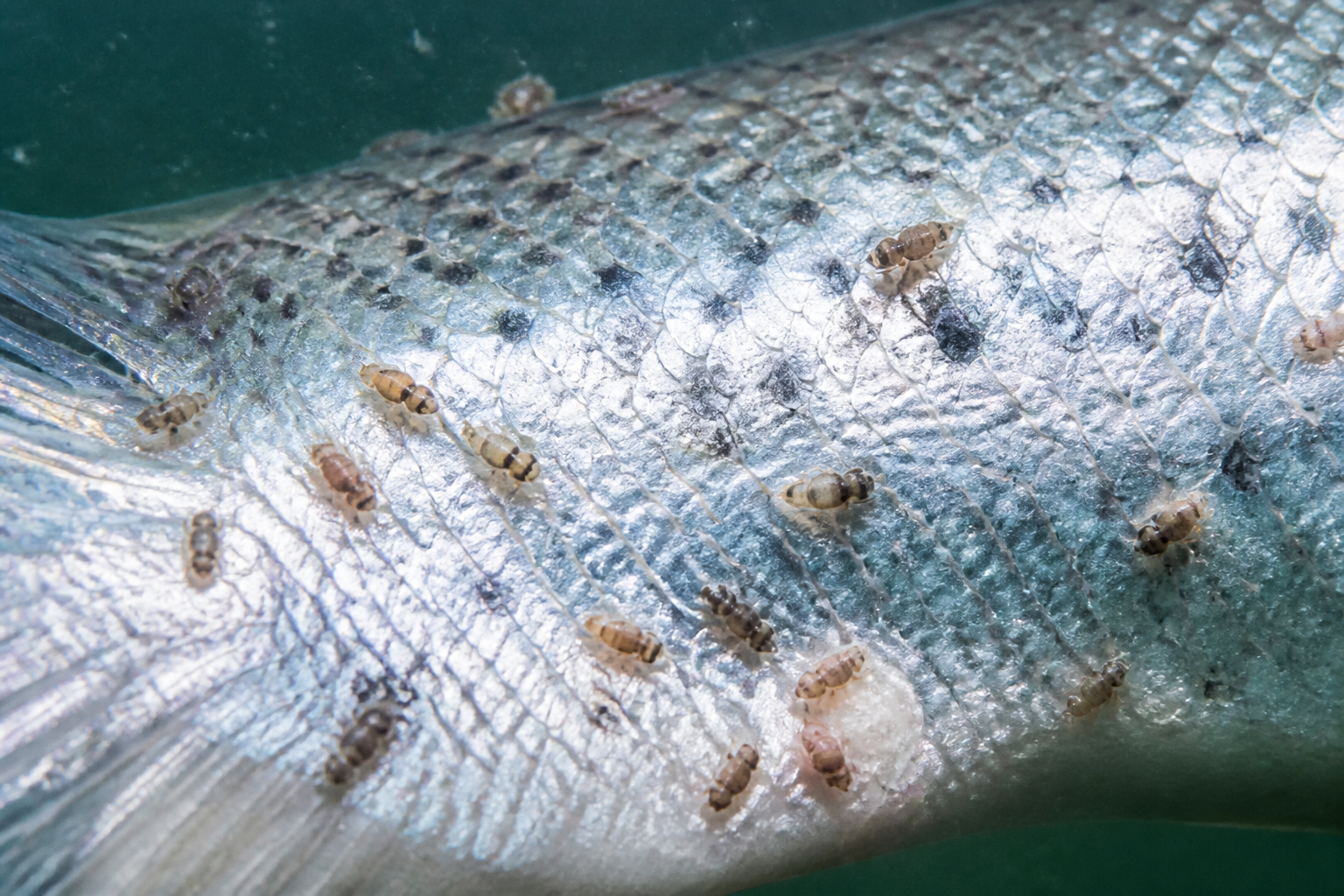 A macro documentary photograph of the silver scales of an Atlantic salmon showing several sea lice parasites attached to the skin, natural lighting under water.