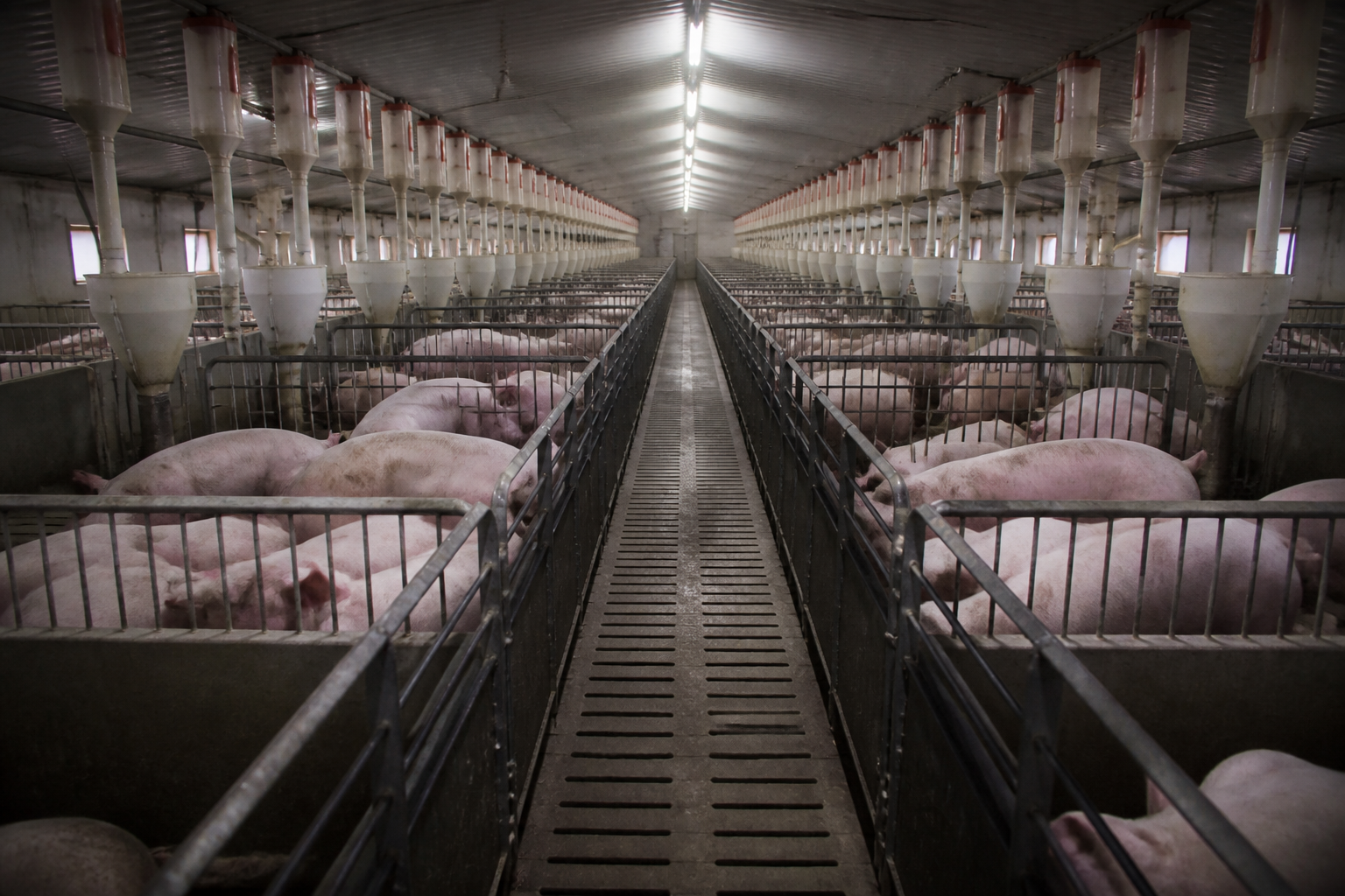 Industrielle Tierhaltung: Das Betriebssystem hinter Billigfleisch — AI-generated illustration · One Fork