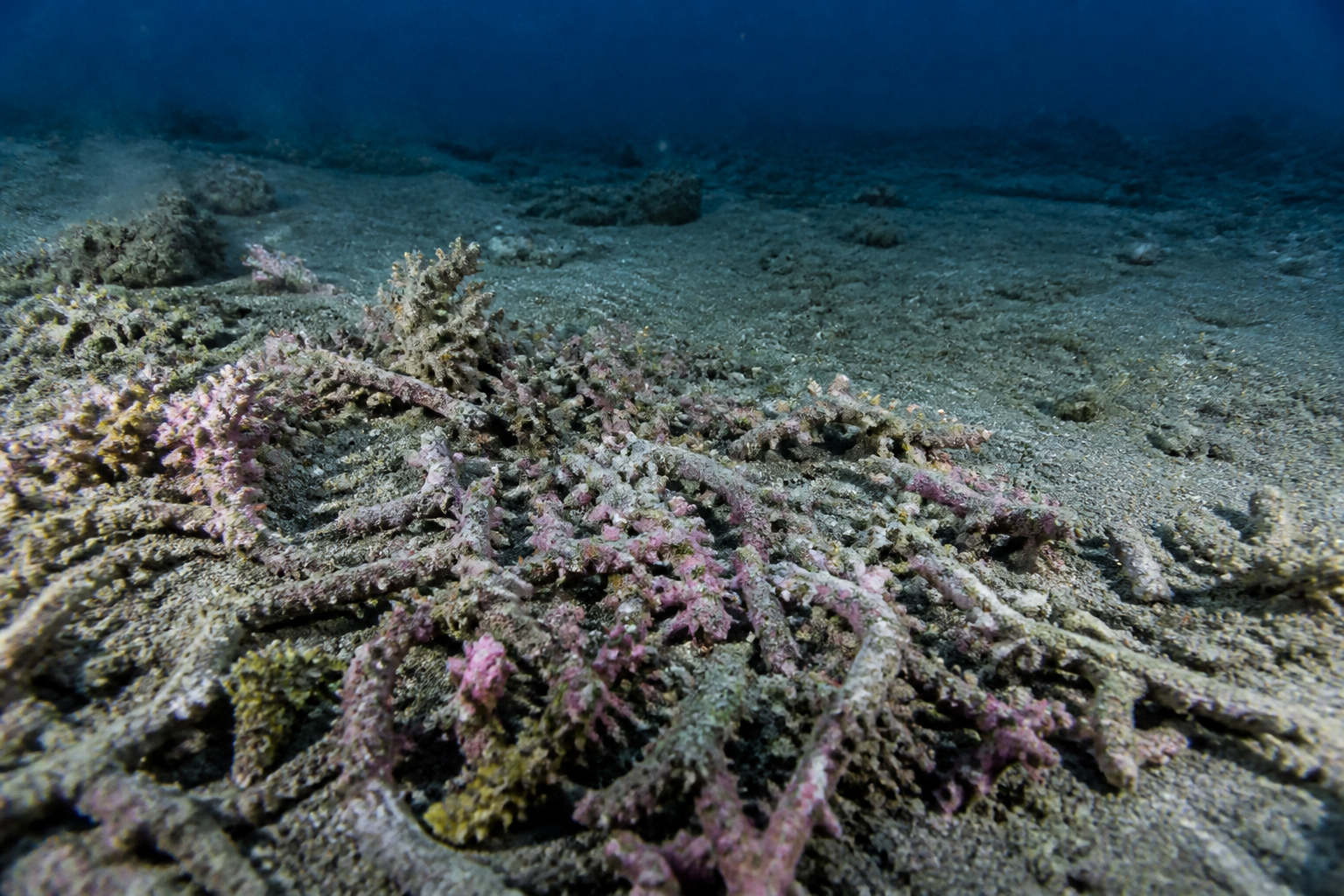 A close-up of colorful but shattered deep-sea coral fragments lying on a scarred and barren sandy ocean floor under dark blue water.