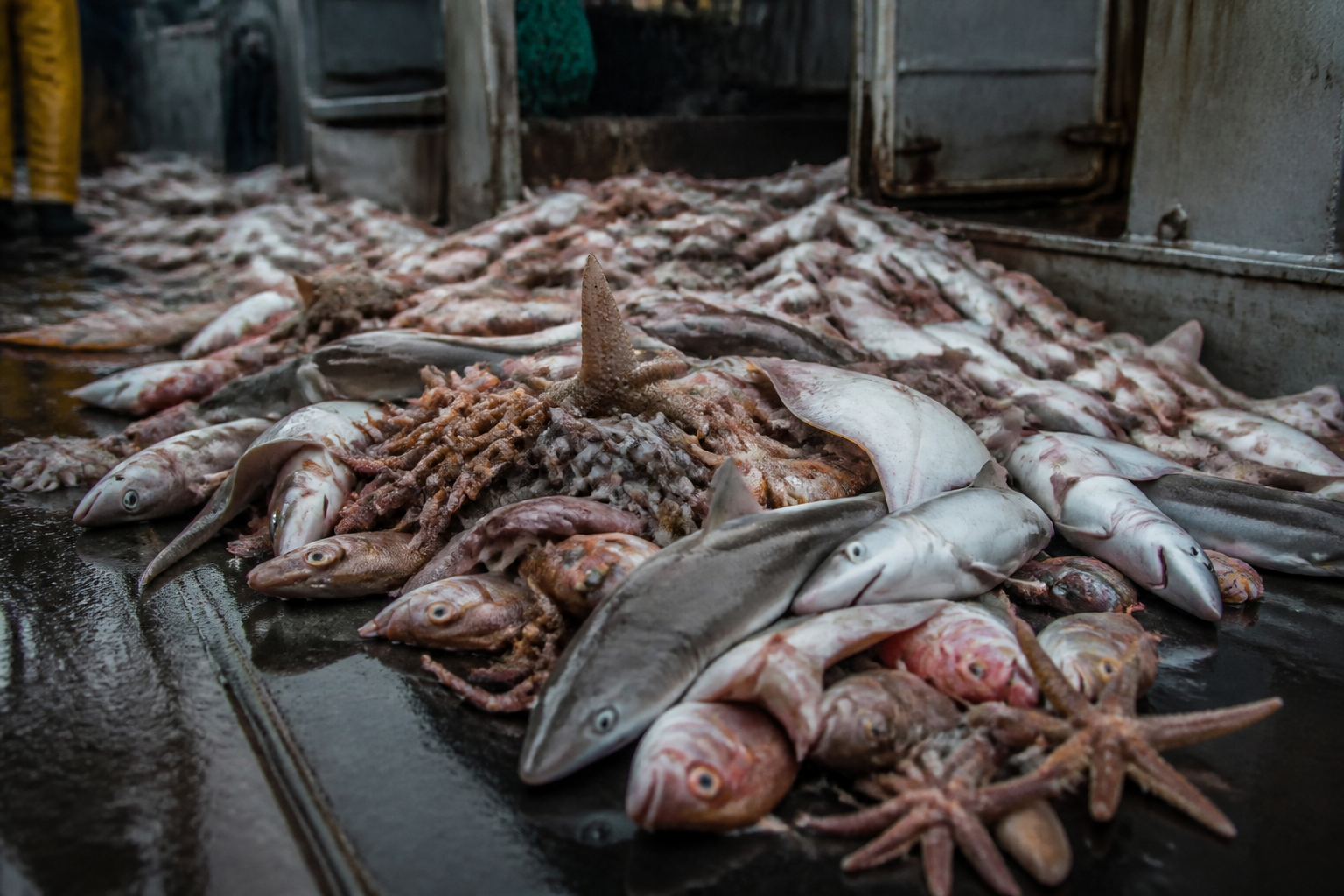 A pile of diverse dead marine life including small sharks, starfish, and non-target fish lying on a wet, metallic industrial ship deck.