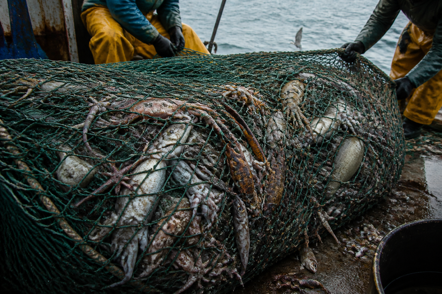 Fishing net on a boat deck containing mixed bycatch, sober documentary composition without graphic gore.