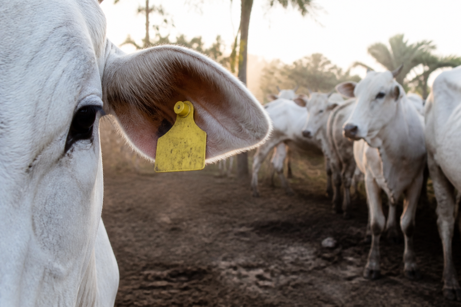 A close-up documentary shot of a white cow's ear with a yellow plastic identification tag, cattle standing in a dusty tropical enclosure with soft morning light.